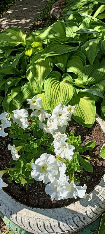 Наконец то все зацвело и радует. Даже немного