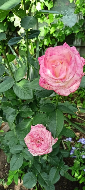 🤫 Не бесполезные совет. Признайте свою уникальность! 💐