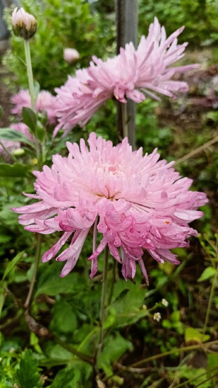 🌧 Если в Вашей жизни пошел дождь, сосредоточьтесь