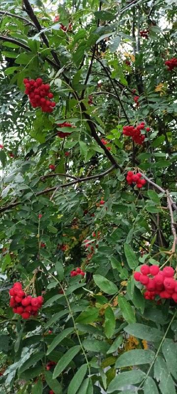 Ценности. - Тепло ценится, когда холодно, -здоровье —